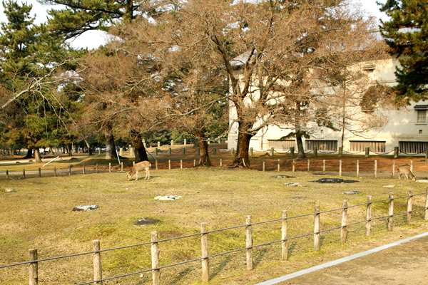春日東塔跡 (右奥は青銅器館)